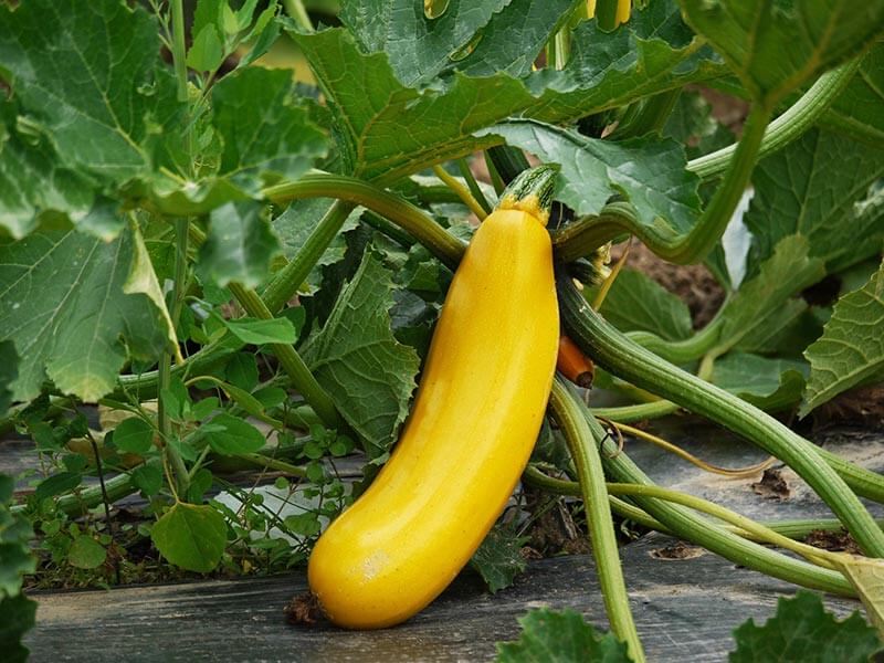 fruit4you-gelbe-zucchini